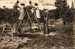 Delcampe - CPA Cote D'Azur Cueillette Des Fleurs D'orangers - Landwirtschaftl. Anbau