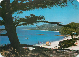 Delcampe - CPM Panorama De La Corse Palombaggia - Corse