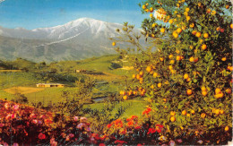 Delcampe - Lot113 Usa Winter In Southern California  Briliant Flower - Wereld