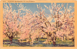 Delcampe - Lot113 Usa Almond Blossoms In California - Wereld