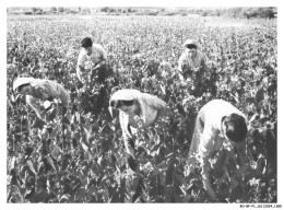 Delcampe - BO-BFP1-0694-GRECE - ATHENES - Champs De Tabac Dans La Macédoine Orientale Pendant La Cueillette - Griechenland