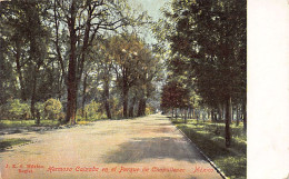 Delcampe - Ciudad De México - CHAPULTEPEC - Hermosa Calzada En El Parque - Ed. J. K. 6 - Mexiko