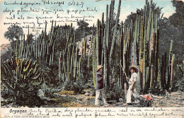 Delcampe - México - Organos - Ed. Blake & Fiske 8076 - Mexiko