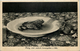 Delcampe - Miskolc - Pislog - Frosch - Hungría