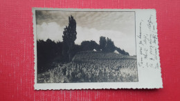 Delcampe - Slovenske Gorice,vinograd? - Slowenien
