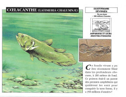 Delcampe - COELACANTHE LAMITERIA CHALUMNAE (amphibiens Et Leurs Ancêtres Poissons) -fiche 12x16cm Par Edito-Service S.A. - Animales