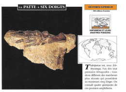 Delcampe - LA PATTE A SIX DOIGTS (amphibiens Et Leurs Ancêtres Poissons) -fiche 12x16cm Par Edito-Service S.A. - Animales