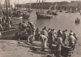 Delcampe - France Douarnenez Port De Pêche Déchargement Sardines Bateaux Marins #SAR974 - Douarnenez