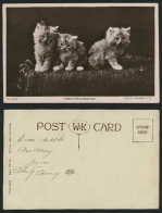 Delcampe - Cats Kittens, 3 Little Beauties Cat Kitten Pets Animals Old Real Photo Postcard - Katzen