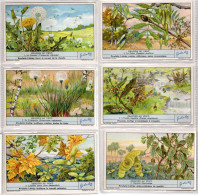 Delcampe - LIEBIG Serie N° 1344 Edizione Belga Cod.17v29 - Liebig