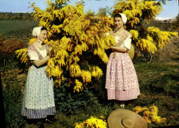 Delcampe - CPM Reflets De La Cote D'Azur Academie Provencale De Cannes Cueillette De Mimosas Folklore - Landwirtschaftl. Anbau