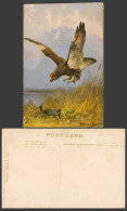Delcampe - Mueller Jun Munchen 1905 Artist Signed Old Postcard Eagle Bird & Wild Duck Goose - Non Classés