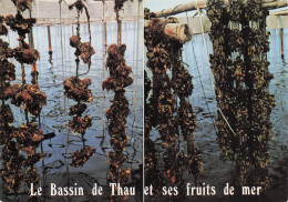 Delcampe - 34 SETE LE BASSIN DE THAU - Sete (Cette)