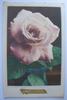 Delcampe - FLEURS - Rose - Blumen
