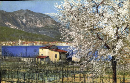 Delcampe - CPA Arbre - Sonstige & Ohne Zuordnung