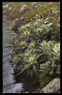 Delcampe - Künstler-AK Photochromie Nr. 503: Alpen-Kratzdistel, Cirsium Spinosissimum - Sonstige & Ohne Zuordnung