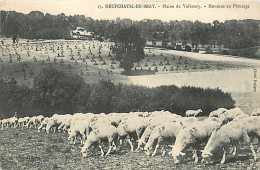 Delcampe - 76* NEUFCHATEL EN BRAY  Plaine De Valboury  Moutons     RL07.0416 - Neufchâtel En Bray
