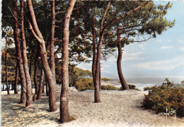 Delcampe - BEL MEIL Les Pins Dans Les Dunes 18(scan Recto-verso) MA2039 - Beg Meil