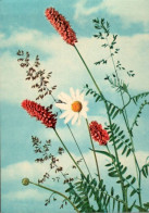 Delcampe - C3622 - TOP Blumen Blumenwiese Kräuter Bildkarte - Verlag - Blumen