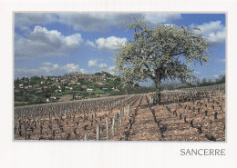 Delcampe - 18 SANCERRE VIGNOBLES - Sancerre