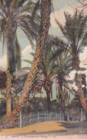 Delcampe - Algérie - Oran - Promenade De L'étang - 12 872 - Oran