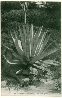 Delcampe - 29 - B54788CPA - ILE DE BATZ - Un Aloes Geant - Parfait état - FINISTERE - Ile-de-Batz