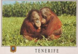 Delcampe - España Tenerife Islas Canarias Orangutanes Fauna Exótica Postal #PBC454 - Tenerife