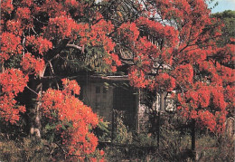 Delcampe - LA REUNION SAINT JOSEPH ILE DE LA REUNION - Other & Unclassified