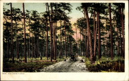 Delcampe - CPA Florida USA, Pine Woods - Andere & Zonder Classificatie