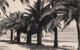 Delcampe - 83 BANDOL ALLEE DES PALMIERS - Bandol