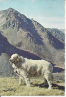Delcampe - CPSM  Chien De Pyrénées Au Col Du Tourmalet - Chiens