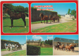 Delcampe - Pompadour - Cité Du Cheval ; Chevaux - Arnac Pompadour
