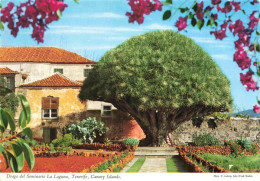 Delcampe - La Laguna San Cristobal Tenerife ES Drachenbaum Im Priesterseminar - Sonstige & Ohne Zuordnung
