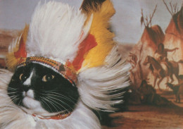 Delcampe - Chief Red Indian Cat Fancy Dress Cats At Wigwam Postcard - Indien