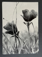 Delcampe - KIBBUTZ HULATA. JUDAICA HAPPY NEW YEAR POSTCARD ISRAEL - Israel