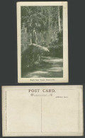 Delcampe - Australia Old Embossed Postcard The Black Spur Road Healesville Ferns Fern Trees - Sonstige & Ohne Zuordnung