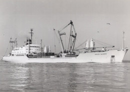 Delcampe - Nedlloyd Willemstad Cargo Ship Postcard Size Real Photo #SDD659.A - Handel
