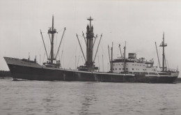 Delcampe - ALKYON Cargo Ship Postcard Size Real Photo #SDD674.A - Handel