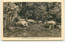 Delcampe - Nouvelles-Hébrides - Porcas à Dents - Ouala - Vanuatu