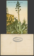 Delcampe - Bermuda Old Colour Postcard Century Plant In Bloom Blossoms The Yankee Store 20A - Bermuda