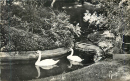 Delcampe - CPM Rennes Les Cygnes Au Jardin Des Plantes - Rennes