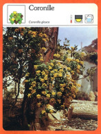 Delcampe - CORONILLE  Arbuste Fiche Illustrée Documentée  Arbustes - Autres & Non Classés