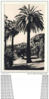 Delcampe - Carte De Grasse ( Palmiers ) - Grasse