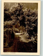 Delcampe - 7220 Schiers - Heimatbilderserie Frühling - 39704351 - Schiers