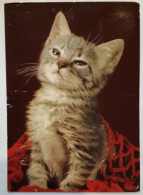 Delcampe - Gatti - 71148 - Formato Grande Viaggiata – FE486 - Cats