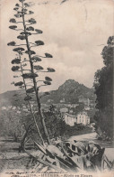 Delcampe - 83 HYERES ALOES EN FLEURS - Hyeres