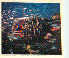Delcampe - Carte Postale - Animaux - Poissons - Fonfs Marins - Fondo Marino - CPM - Voir Scans Recto-Verso - Poscard - Carta Postal - Fish & Shellfish