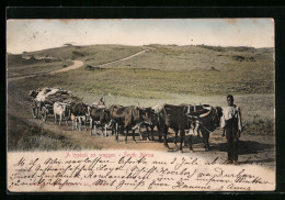 Delcampe - AK South Africa, A Typical Ox Waggon - Cows