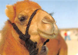 Delcampe - TUNISIE LE ROI DU DESERT - Tunesien