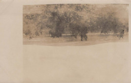 Delcampe - Österreich Pöchlarn Niederösterreich Baumlandschaft Historisches Sepia #PAE737 - Pöchlarn